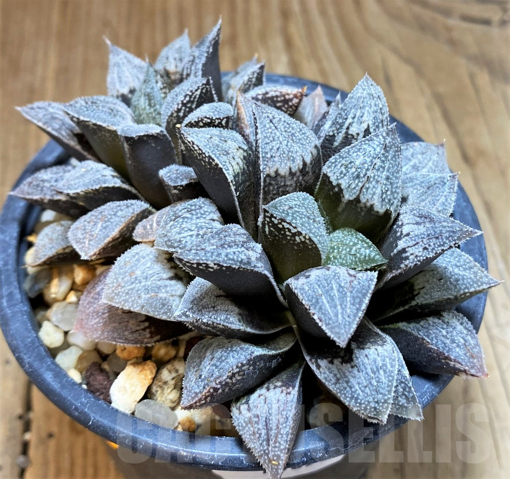 SH16852 Haworthia 'Snow star' - Image 2