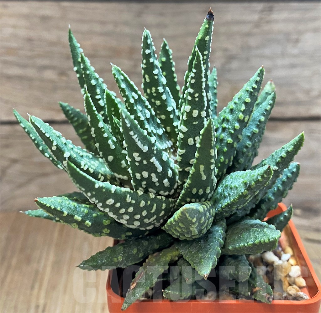 SH16853 Haworthia pumila SH x margarita