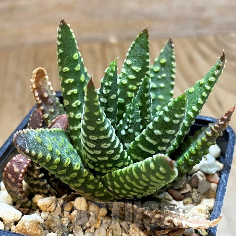 SH16856 Haworthia pumila G268 SH