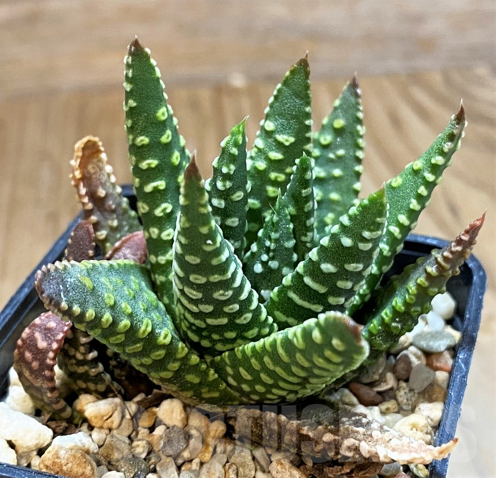 SH16856 Haworthia pumila G268 SH