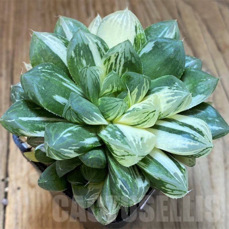 SH16858 Haworthia obtusa ‘Marin’ f. variegata