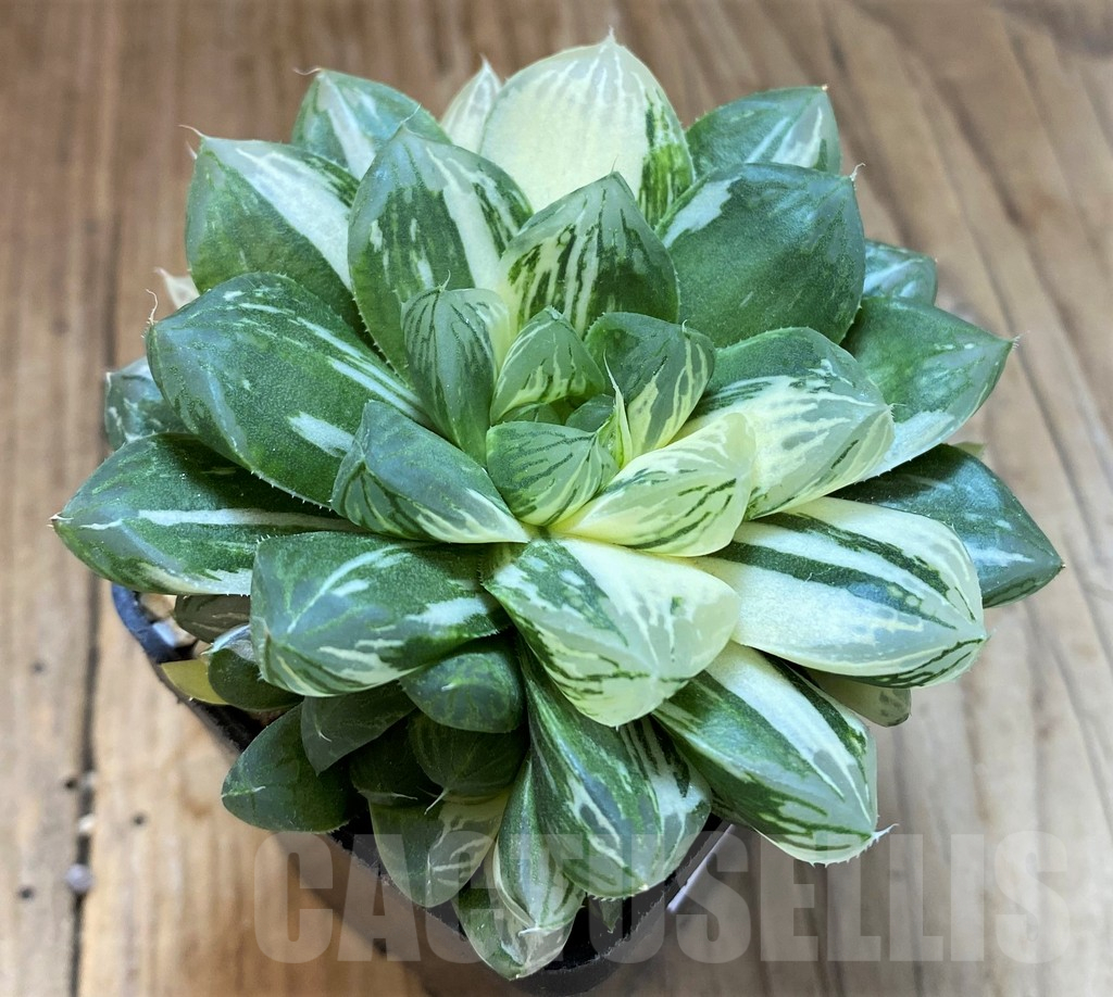 SH16858 Haworthia obtusa ‘Marin’ f. variegata