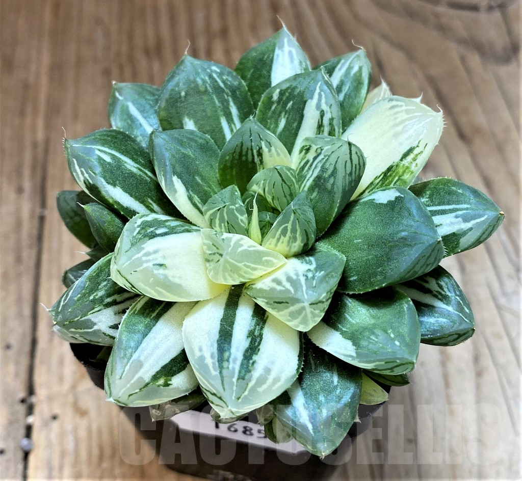 SH16858 Haworthia obtusa ‘Marin’ f. variegata - Image 2