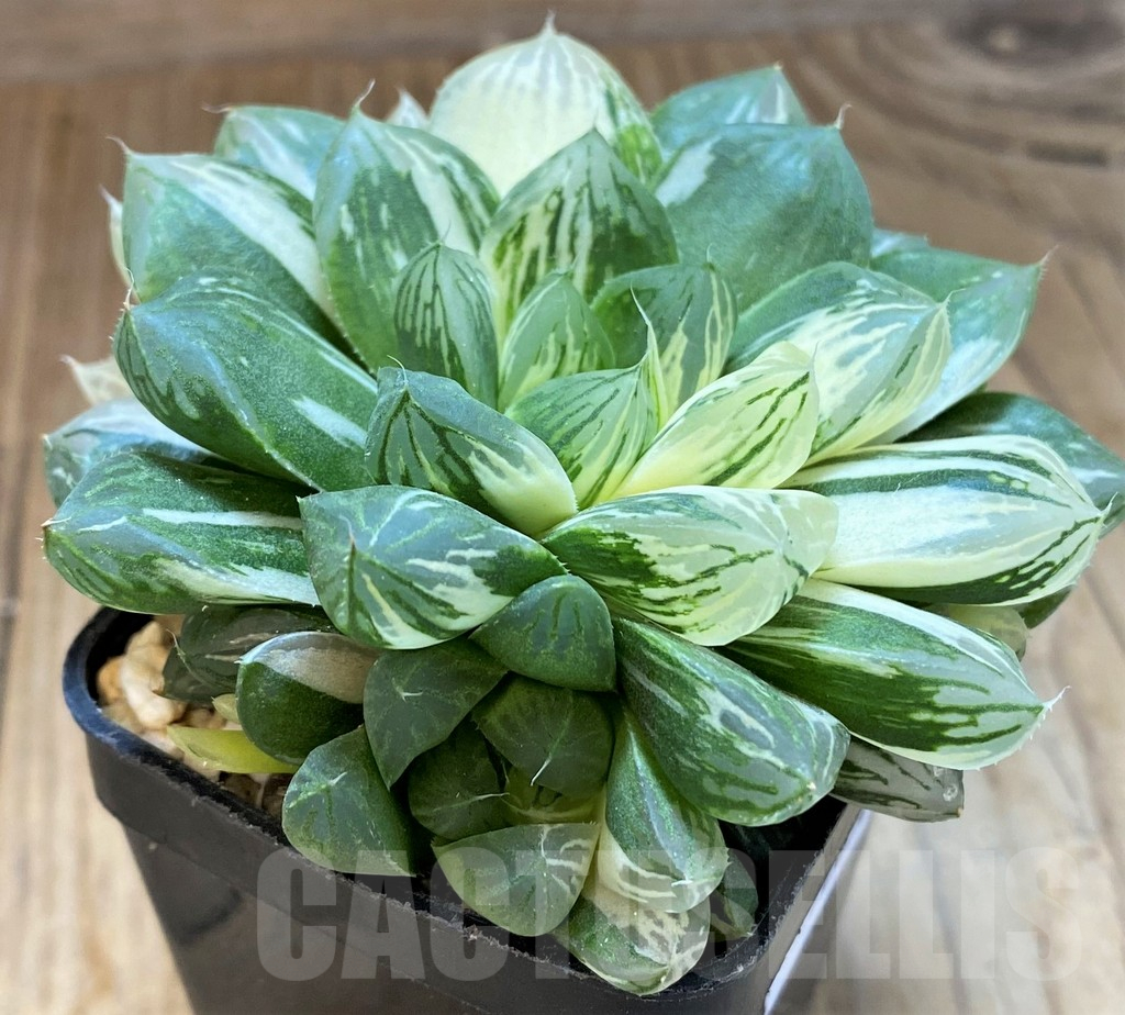 SH16858 Haworthia obtusa ‘Marin’ f. variegata - Image 3