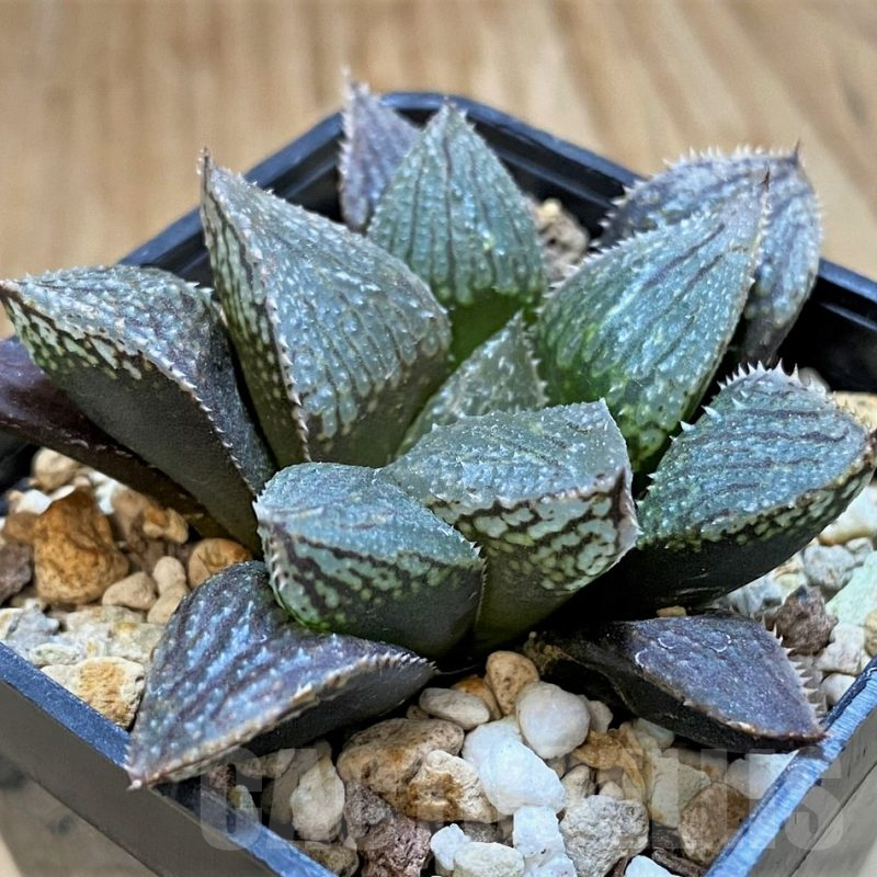 SH16861 Haworthia HCNX-7, ex Cactus Nishi