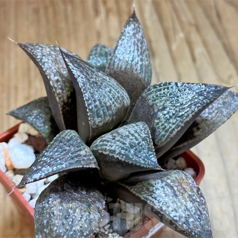 SH16862 Haworthia magnifica v. splendens