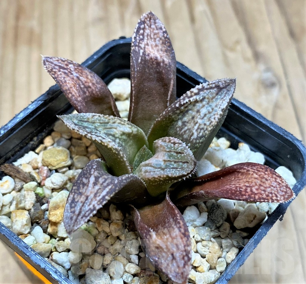 SH480 Haworthia splendens 'Hakuja' - 画像 (2)