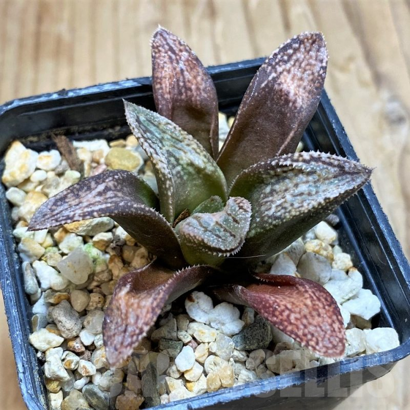 SH480 Haworthia splendens 'Hakuja'