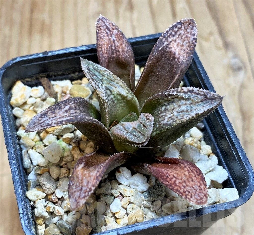 SH480 Haworthia splendens 'Hakuja'