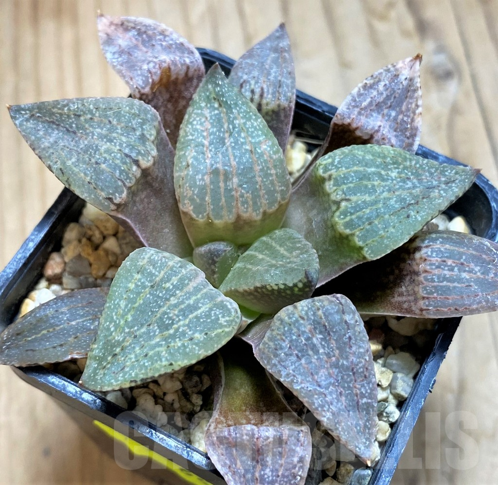 SH644 Haworthia picta - Image 2