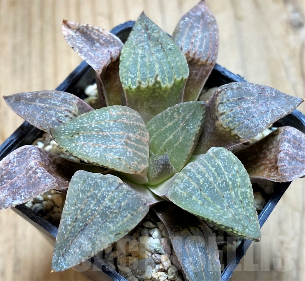 SH644 Haworthia picta