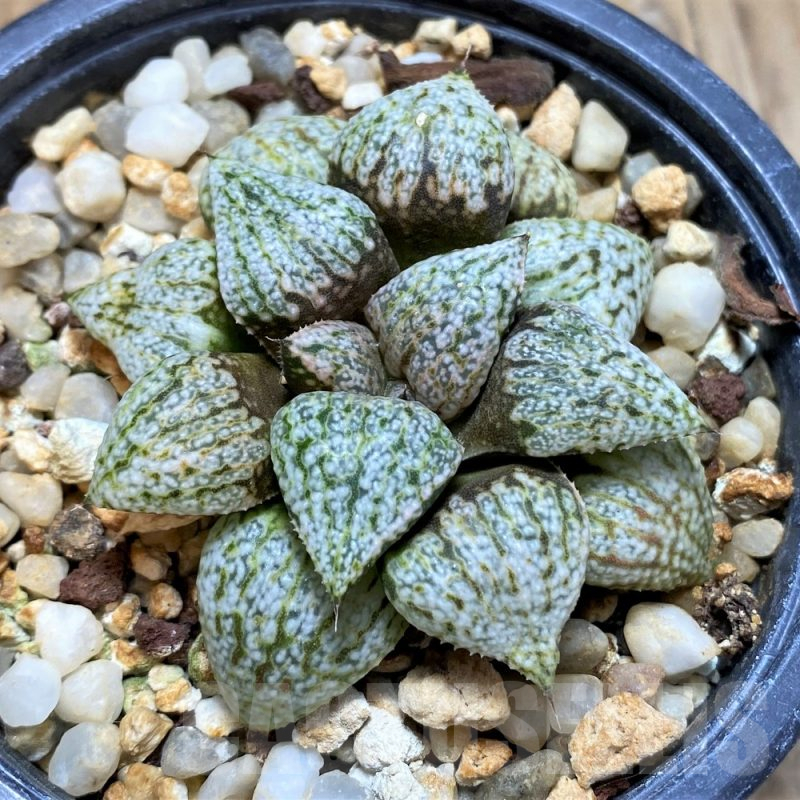 SH484 Haworthia picta 'Beigy Cream'