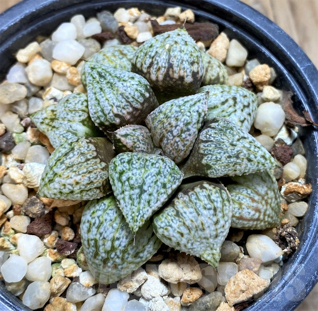 SH484 Haworthia picta 'Beigy Cream'