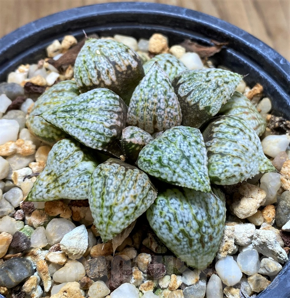 SH484 Haworthia picta 'Beigy Cream' - Image 2