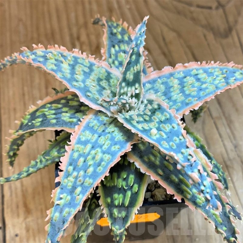 SH19201 Aloe TCT hybrid