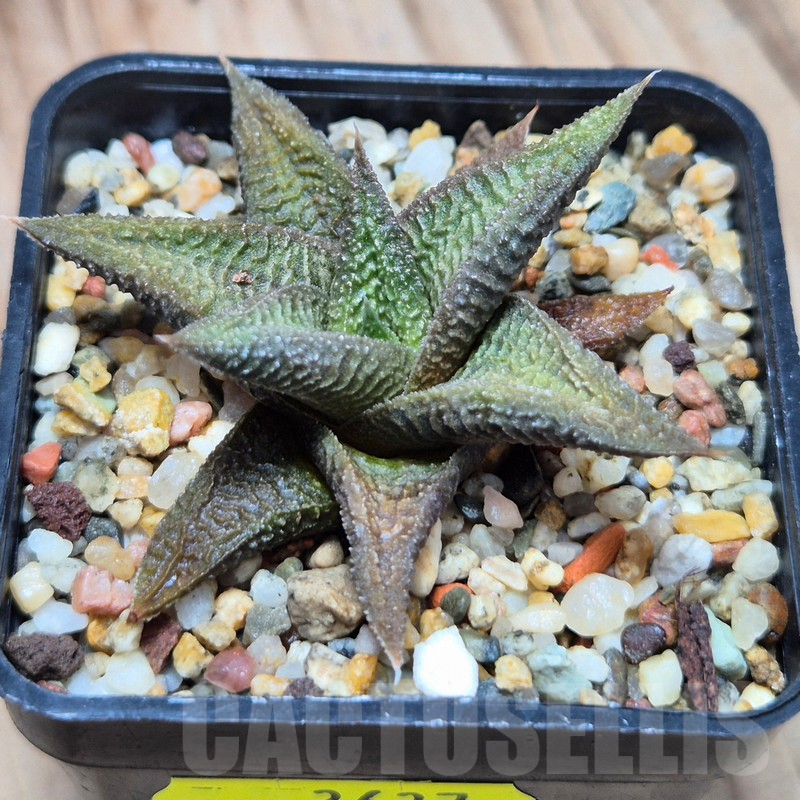 VVG3637 Haworthia koelmaniorum x limifolia - immagine 3