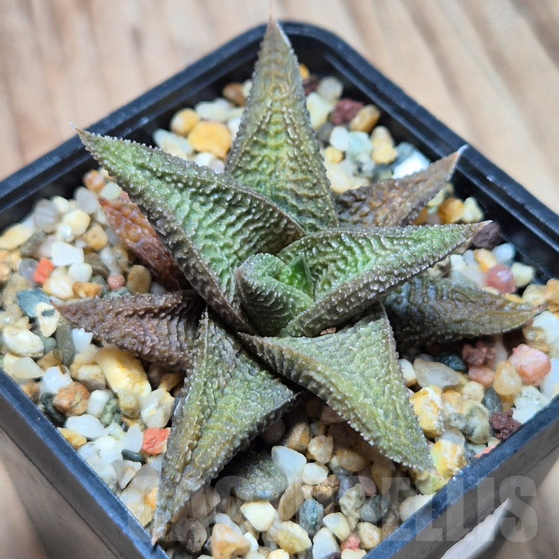 VVG3637 Haworthia koelmaniorum x limifolia
