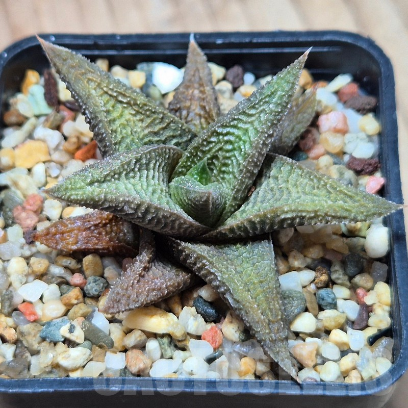 VVG3637 Haworthia koelmaniorum x limifolia - immagine 2