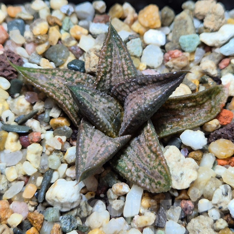 VVG3647 Haworthia ‘Kintaikyo’ x koelmaniorum seedling