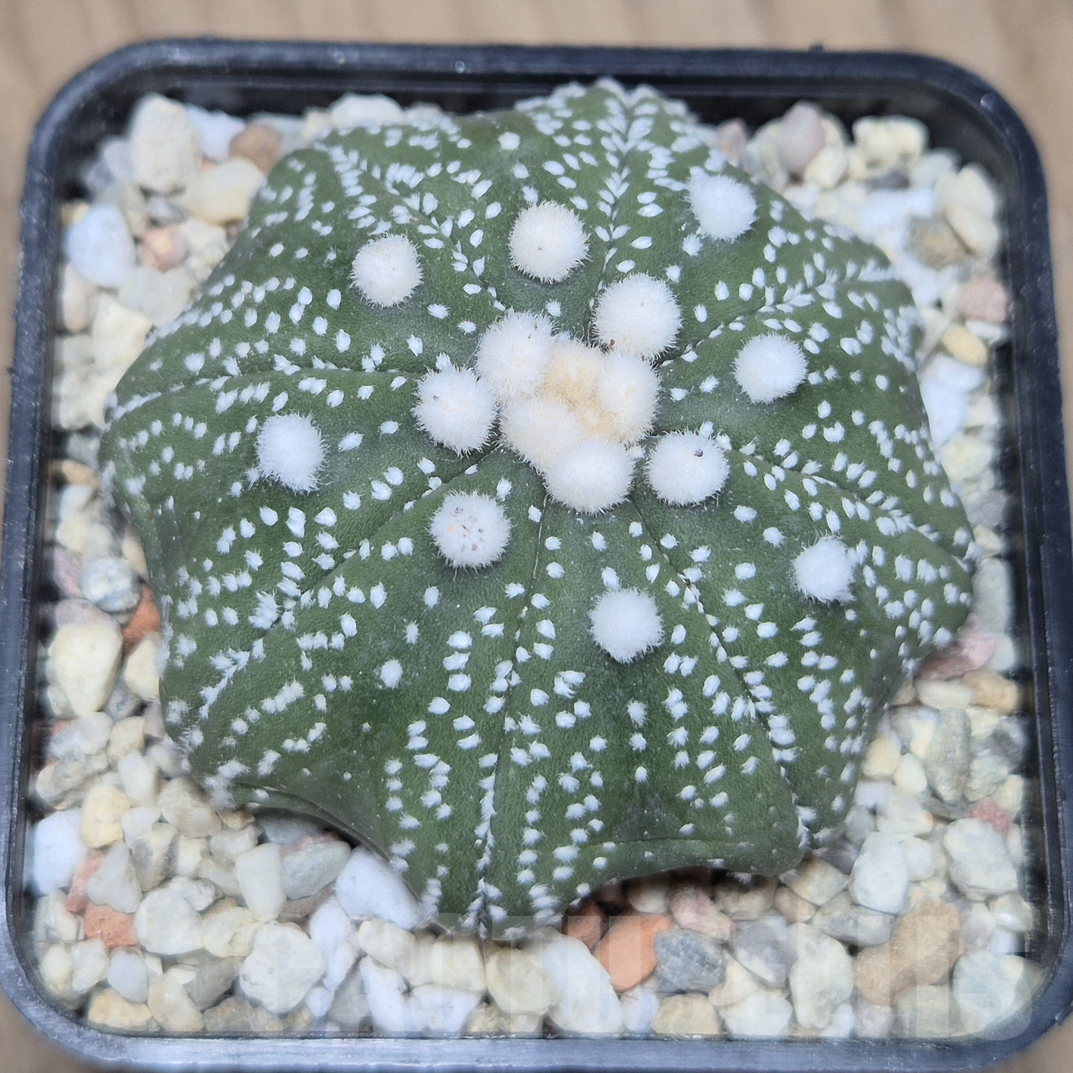 VVG41366 Astrophytum asterias ‘Ooibo Star Shape’ - immagine 2