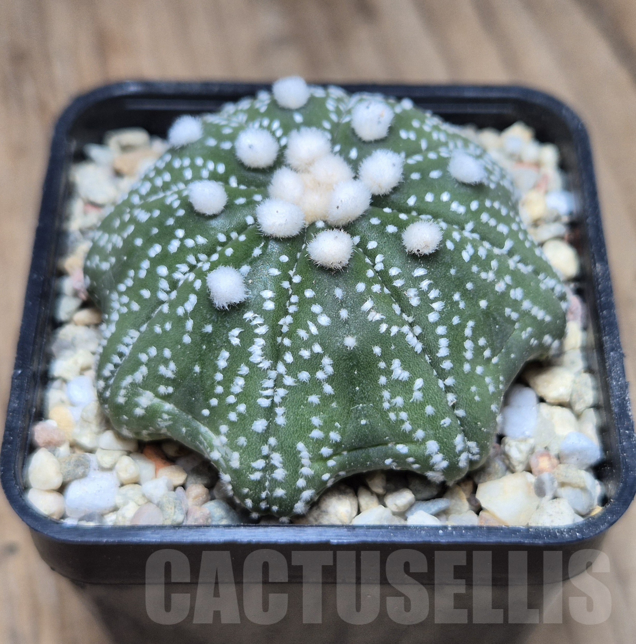 VVG41366 Astrophytum asterias ‘Ooibo Star Shape’