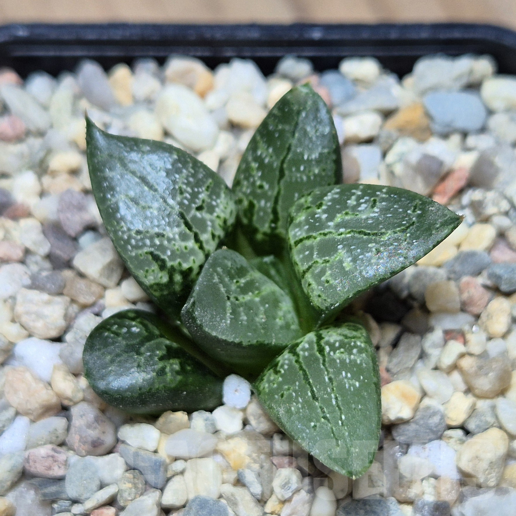 VVG41368 Haworthia comptoniana 'Suishou' seedling - Зображення 2