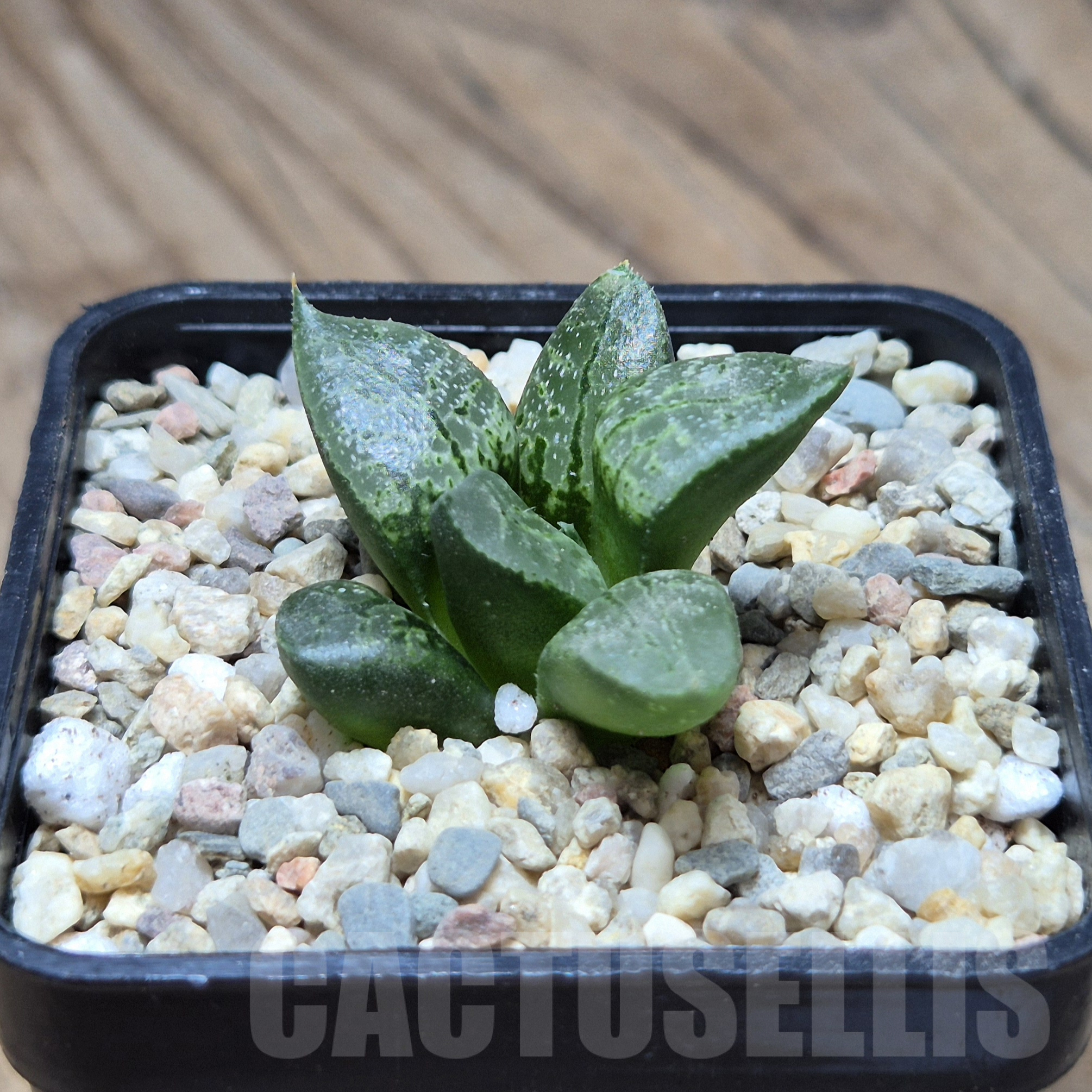 VVG41368 Haworthia comptoniana 'Suishou' seedling