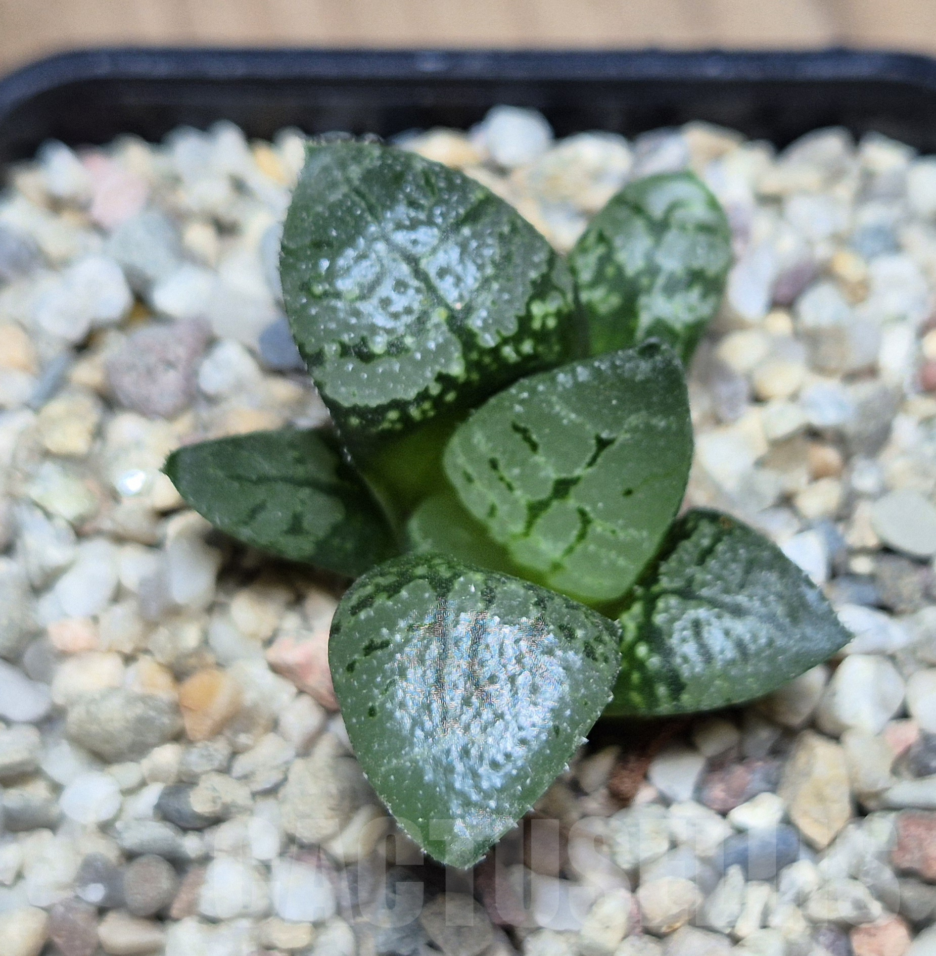 VVG41369 Haworthia comptoniana 'Suishou' seedling