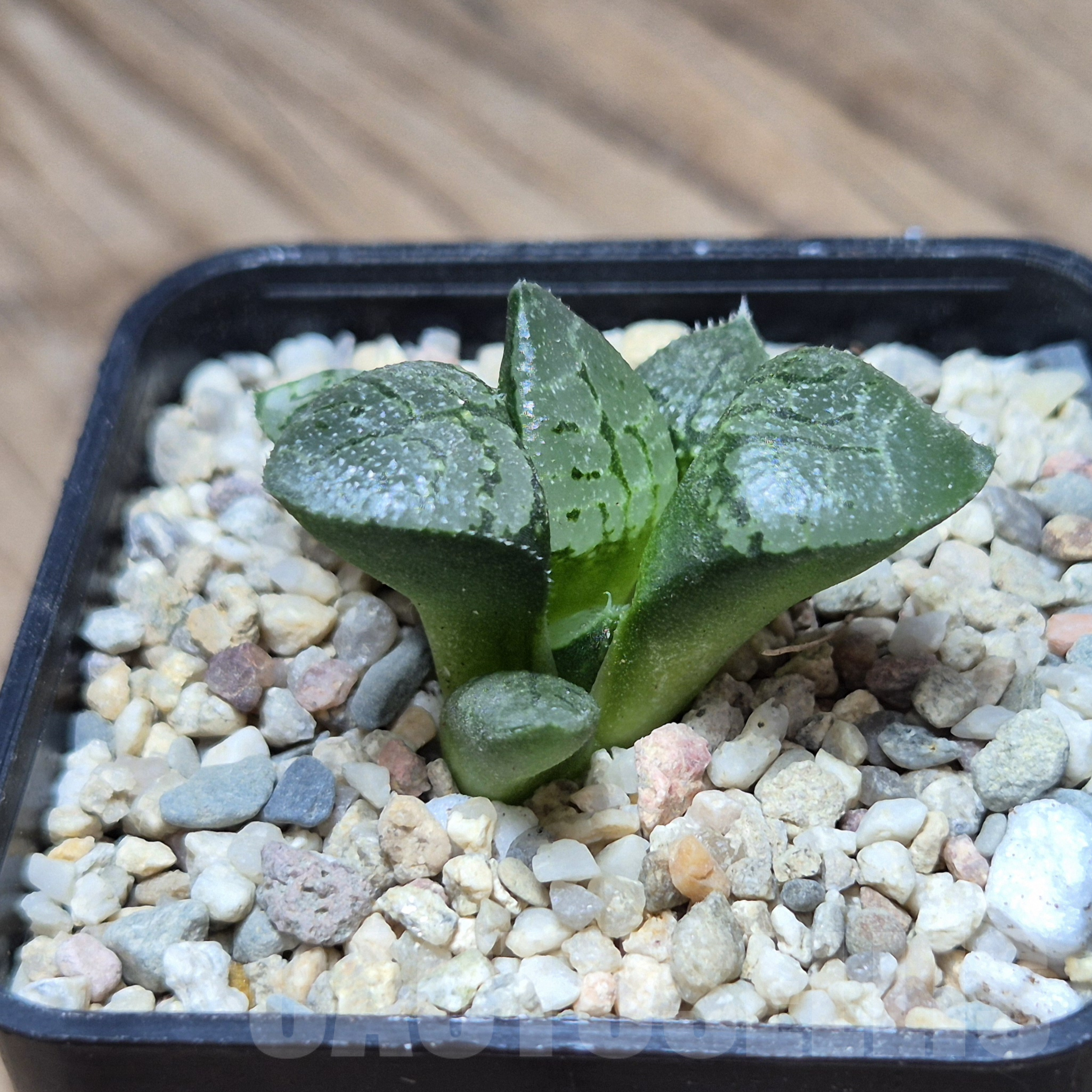 VVG41369 Haworthia comptoniana 'Suishou' seedling – Image 2