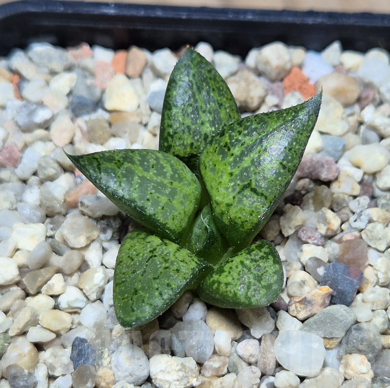 VVG41370 Haworthia comptoniana x picta – Image 2