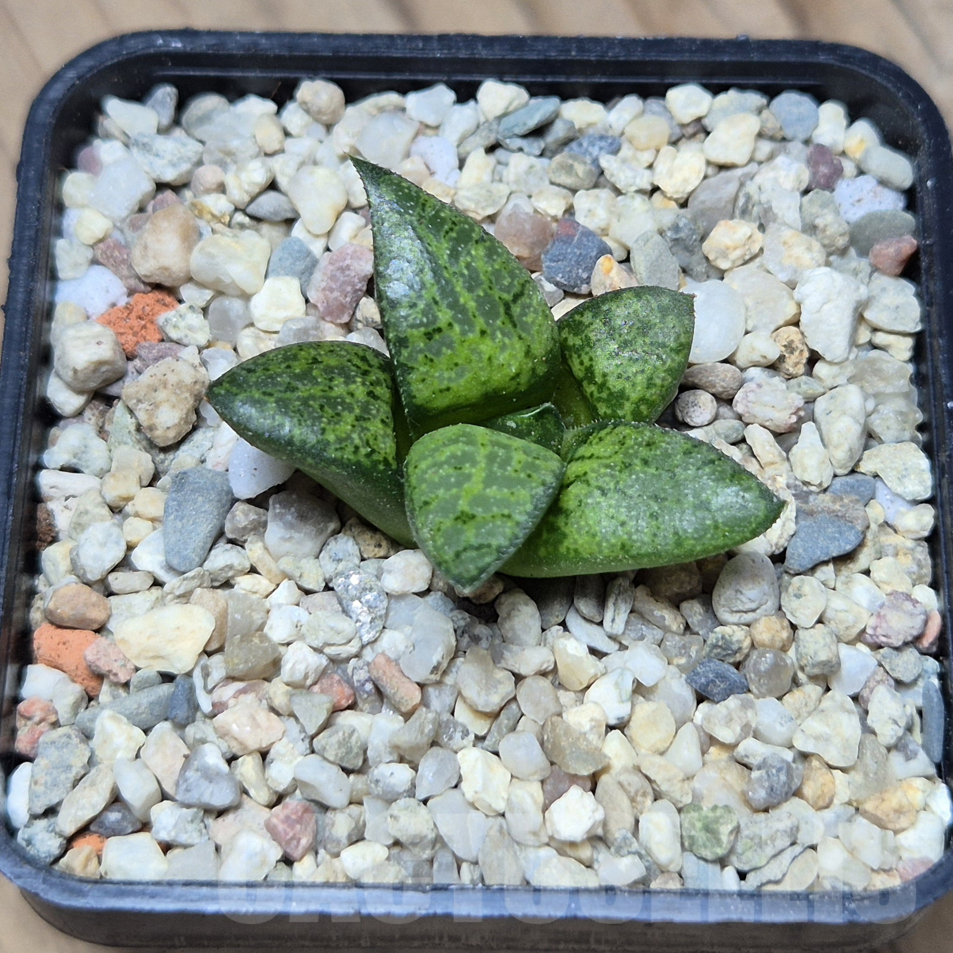 VVG41370 Haworthia comptoniana x picta – Image 3