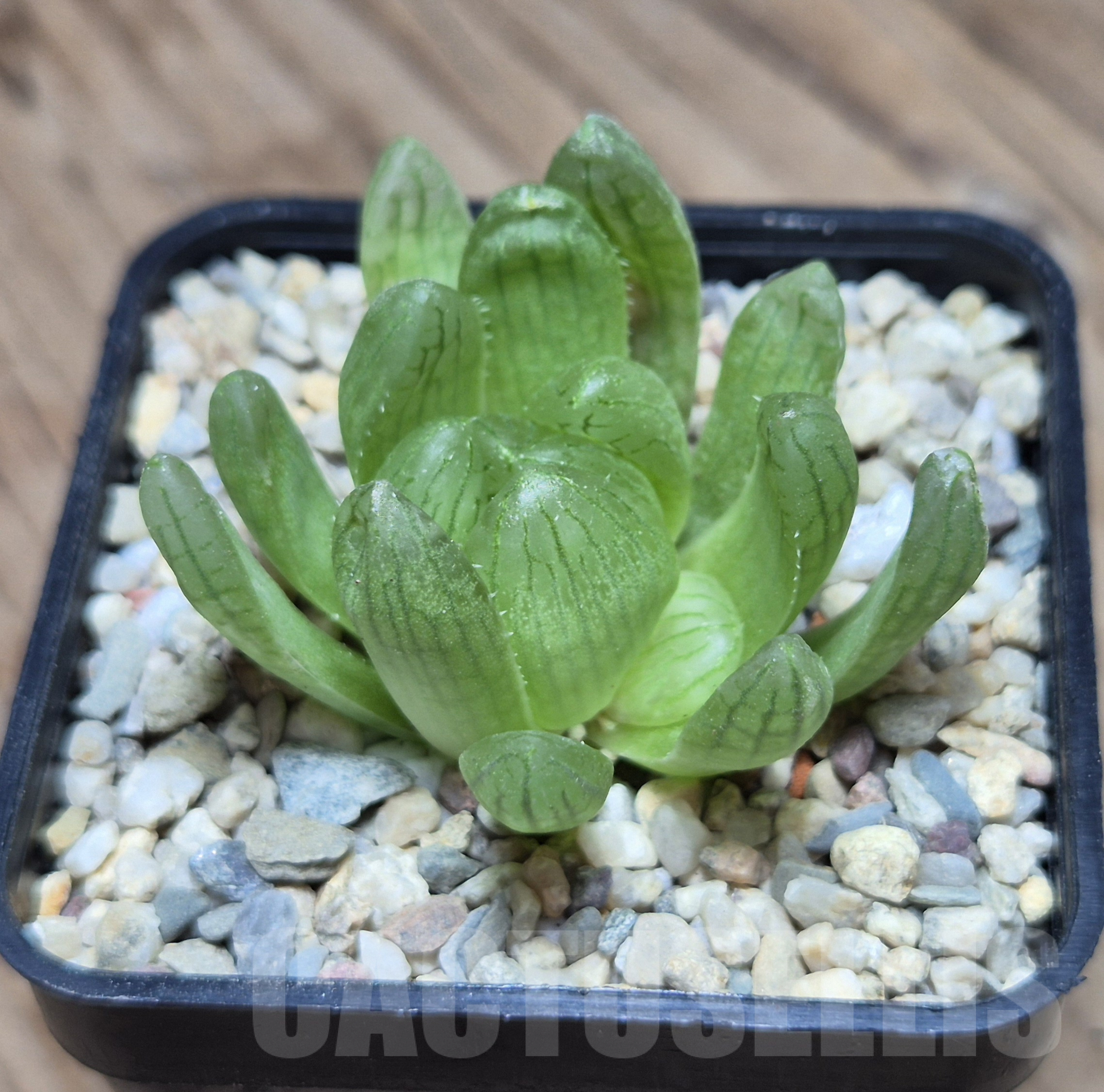 VVG41371 Haworthia cymbiformis var. transiens
