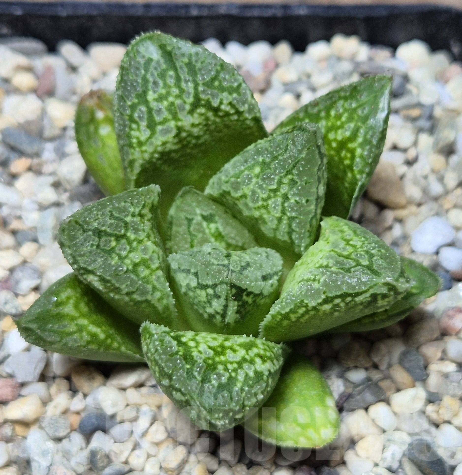 VVG41372 Haworthia VA4330B hybrid x 'Mavka'