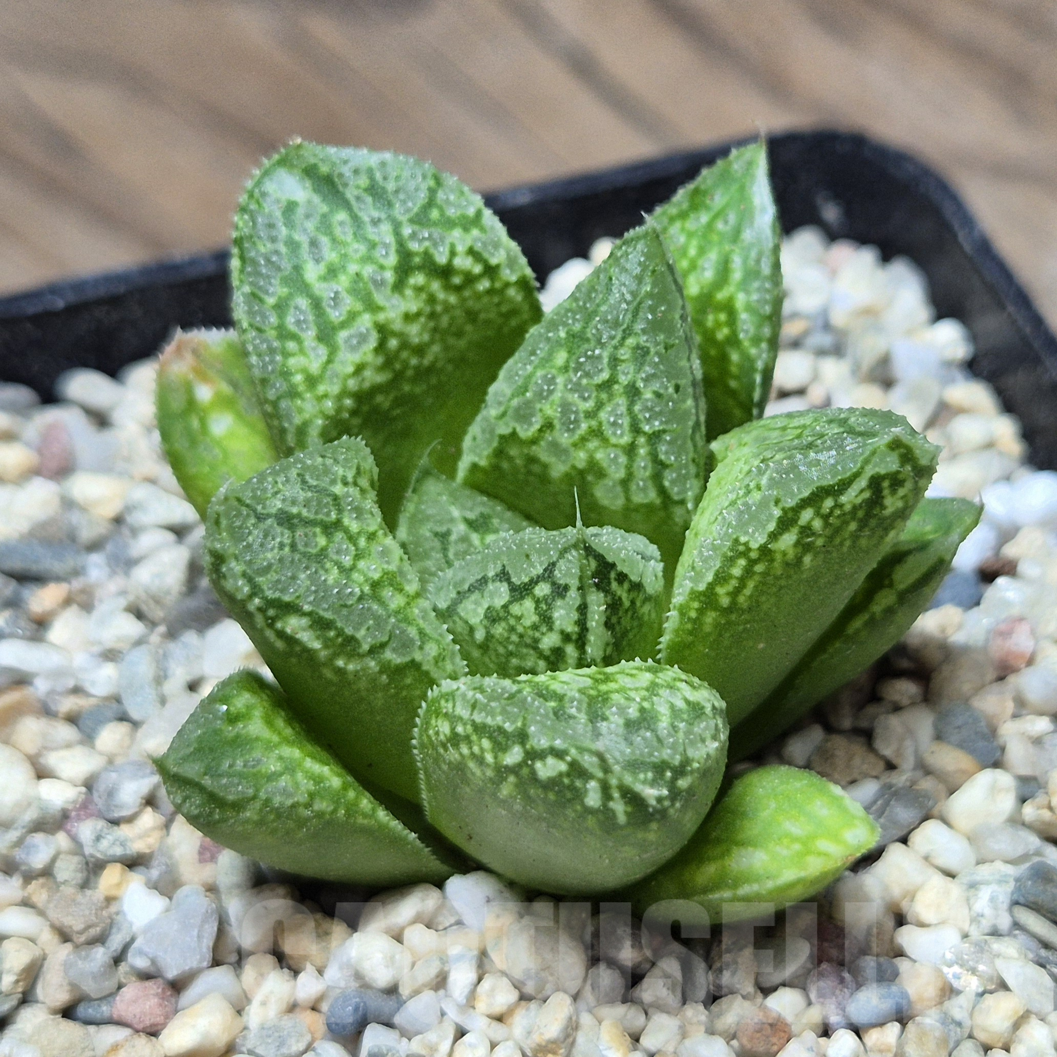 VVG41372 Haworthia VA4330B hybrid x 'Mavka' – Image 2