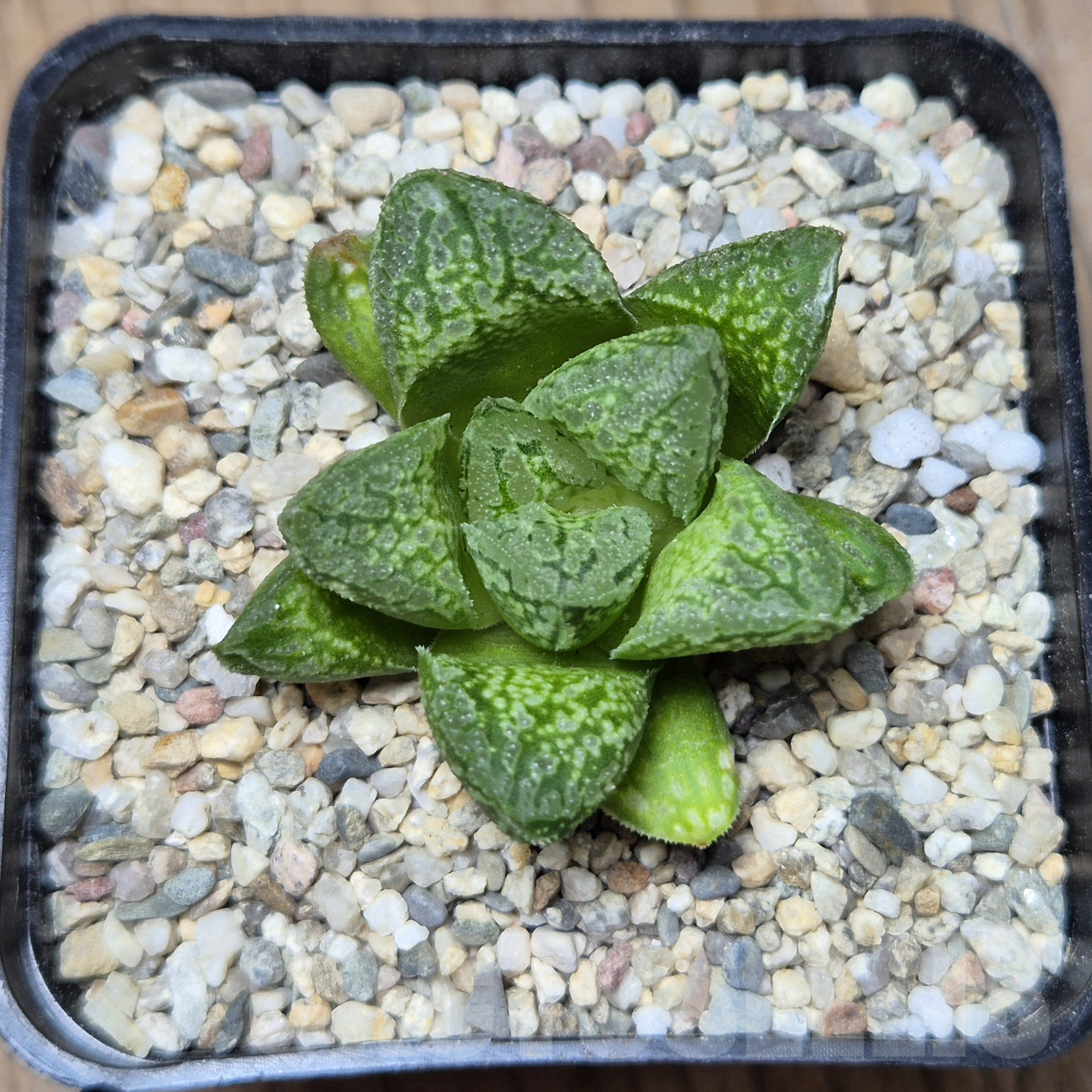 VVG41372 Haworthia VA4330B hybrid x 'Mavka' – Image 3