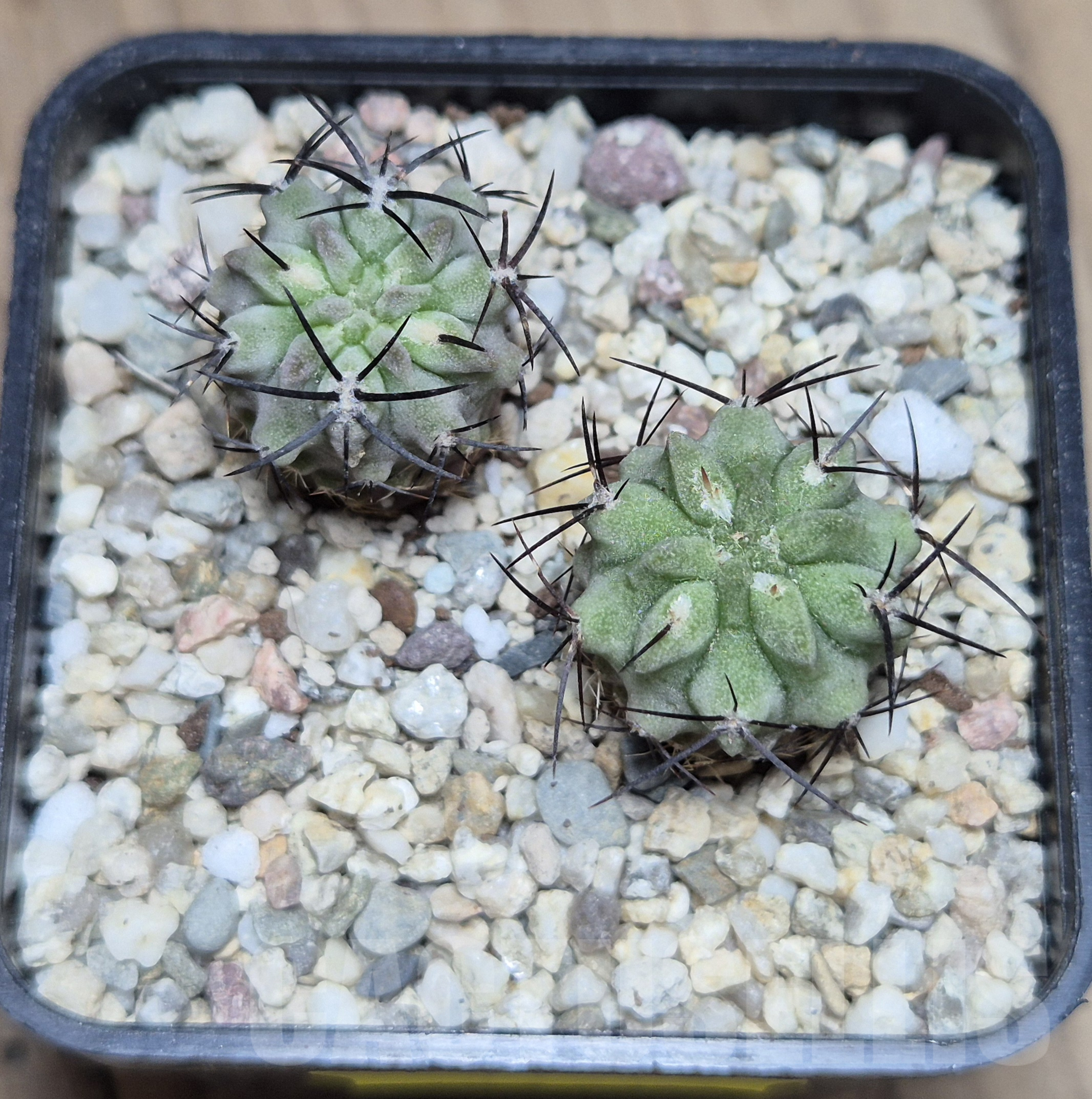 VVG41373 Neochilenia paucicostata -Blue form- 2 plants , seedling – Image 2