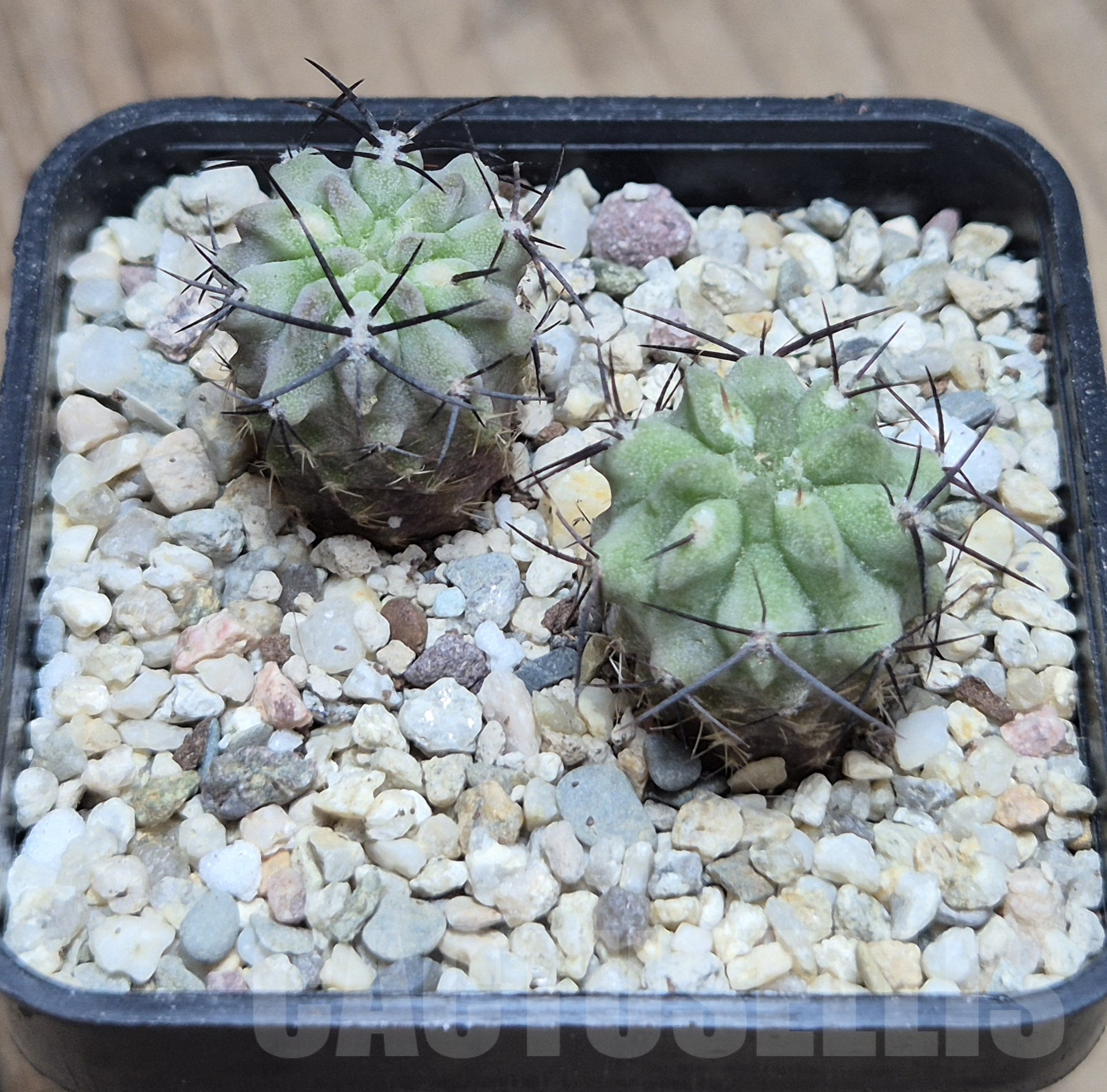 VVG41373 Neochilenia paucicostata -Blue form- 2 plants , seedling – Image 3