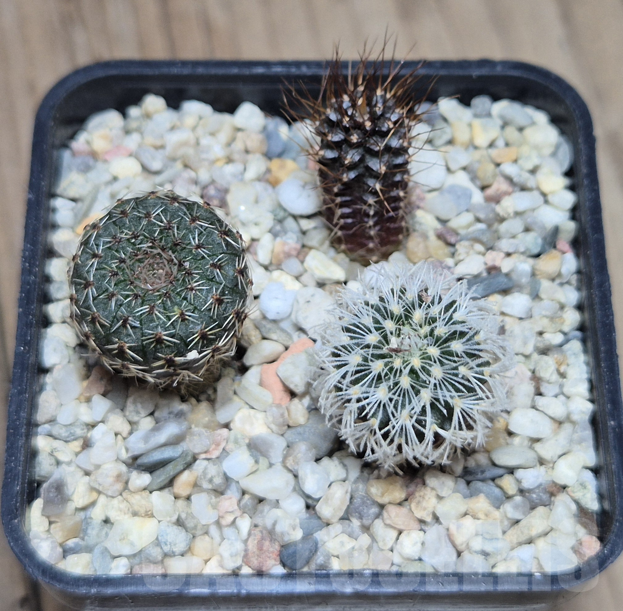 VVG41374 Frailea mix 3 plants , seedling – Image 2