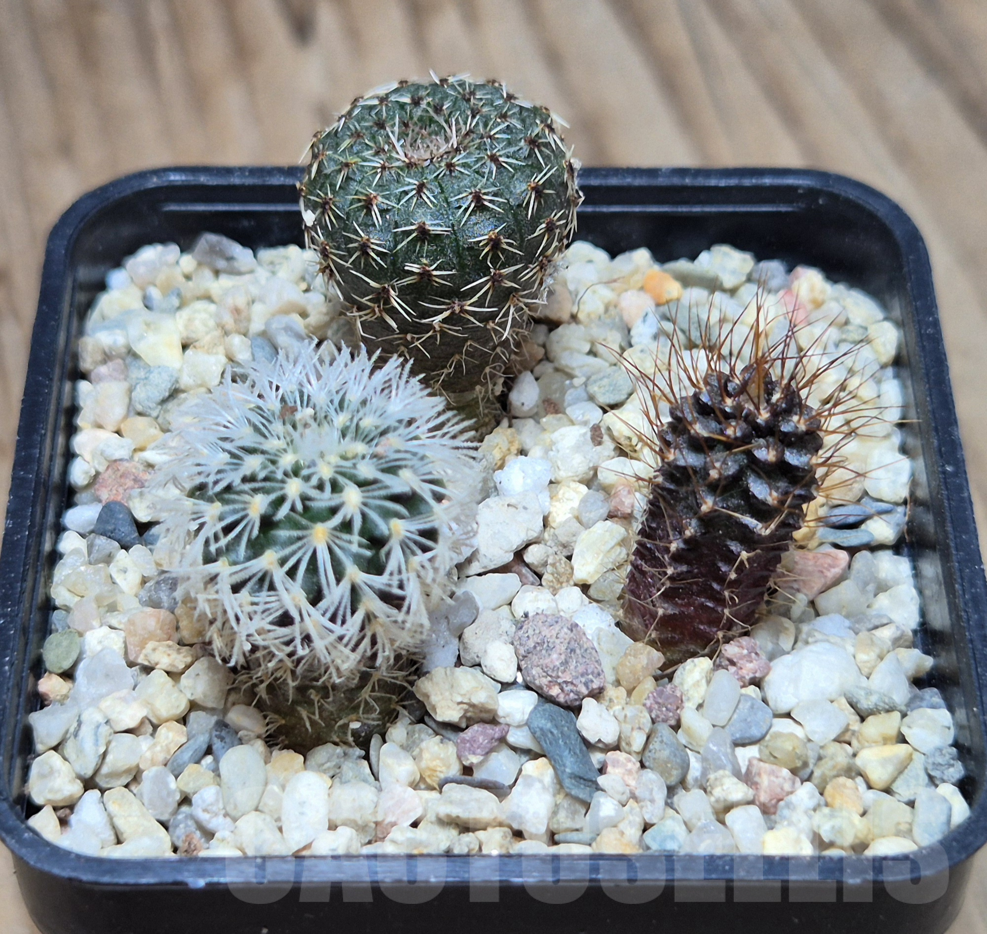 VVG41374 Frailea mix 3 plants , seedling