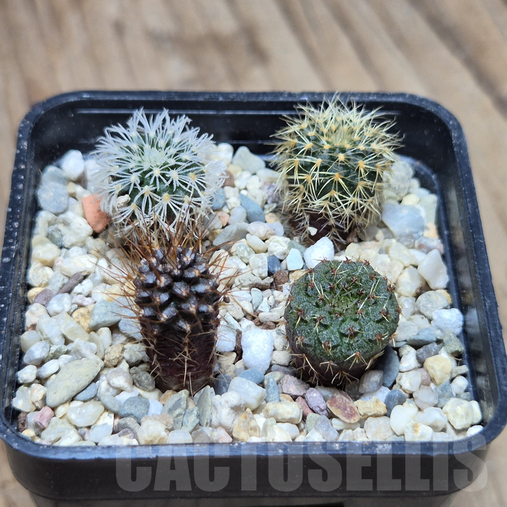 VVG41376 Frailea mix 4 plants , seedling