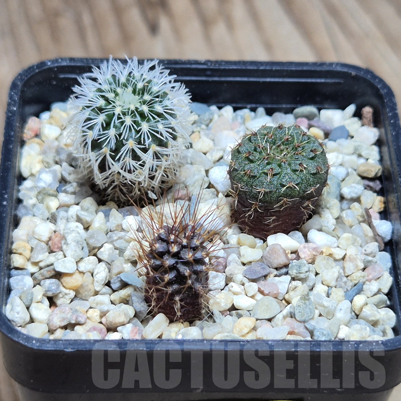 VVG41377 Frailea mix 3 plants , seedling