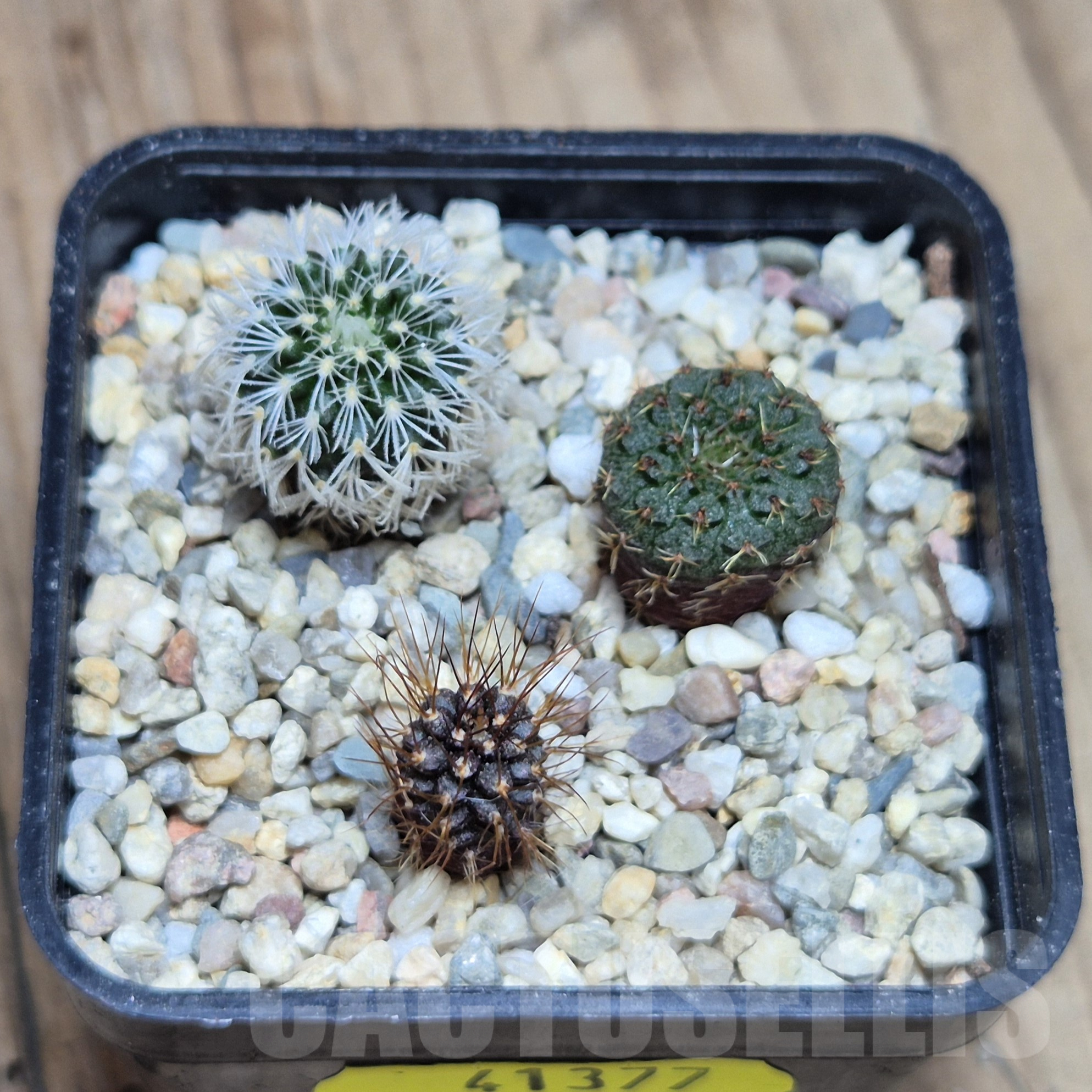 VVG41377 Frailea mix 3 plants , seedling - Image 2