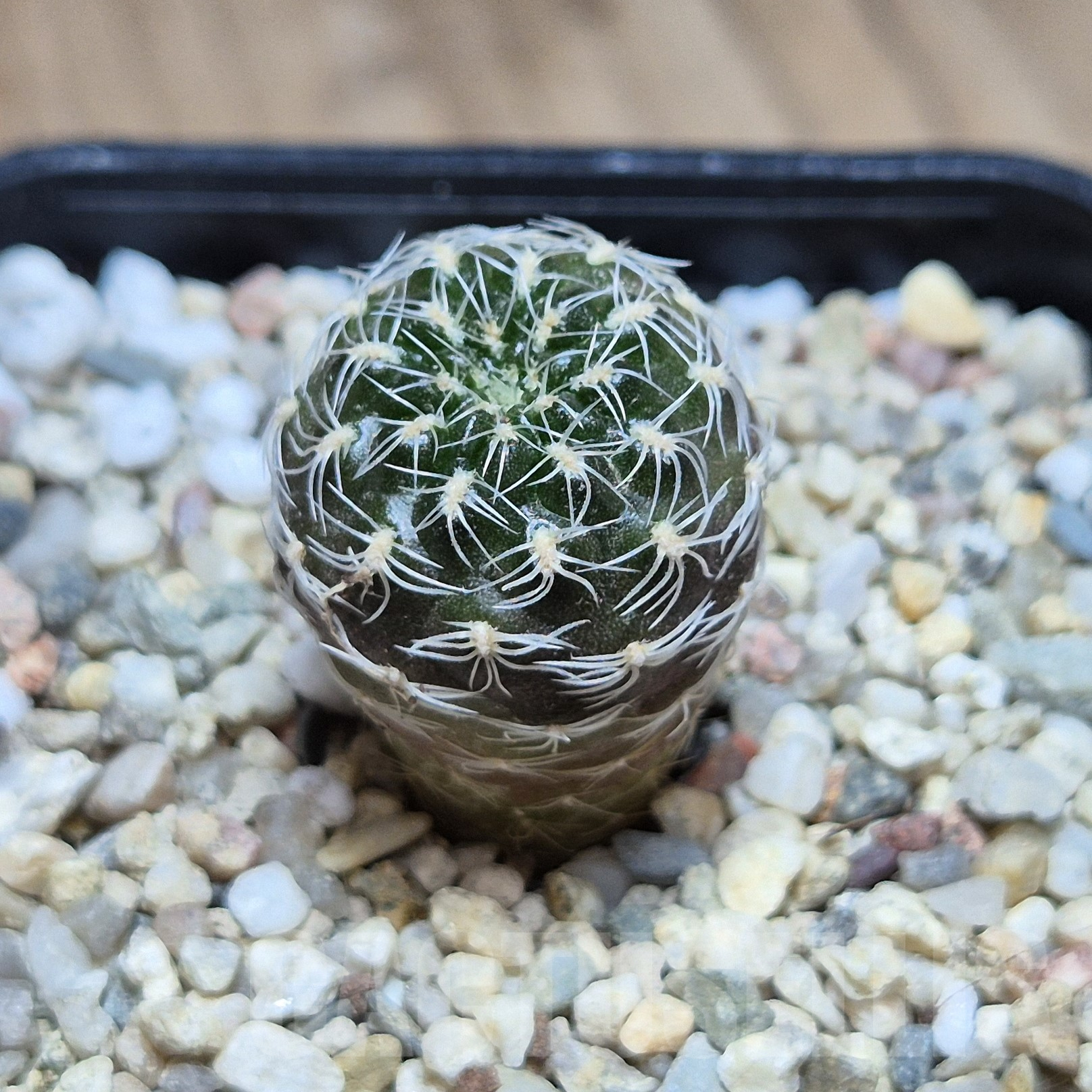 VVG41379 Sulcorebutia roberto-vasquezii seedling - Image 2