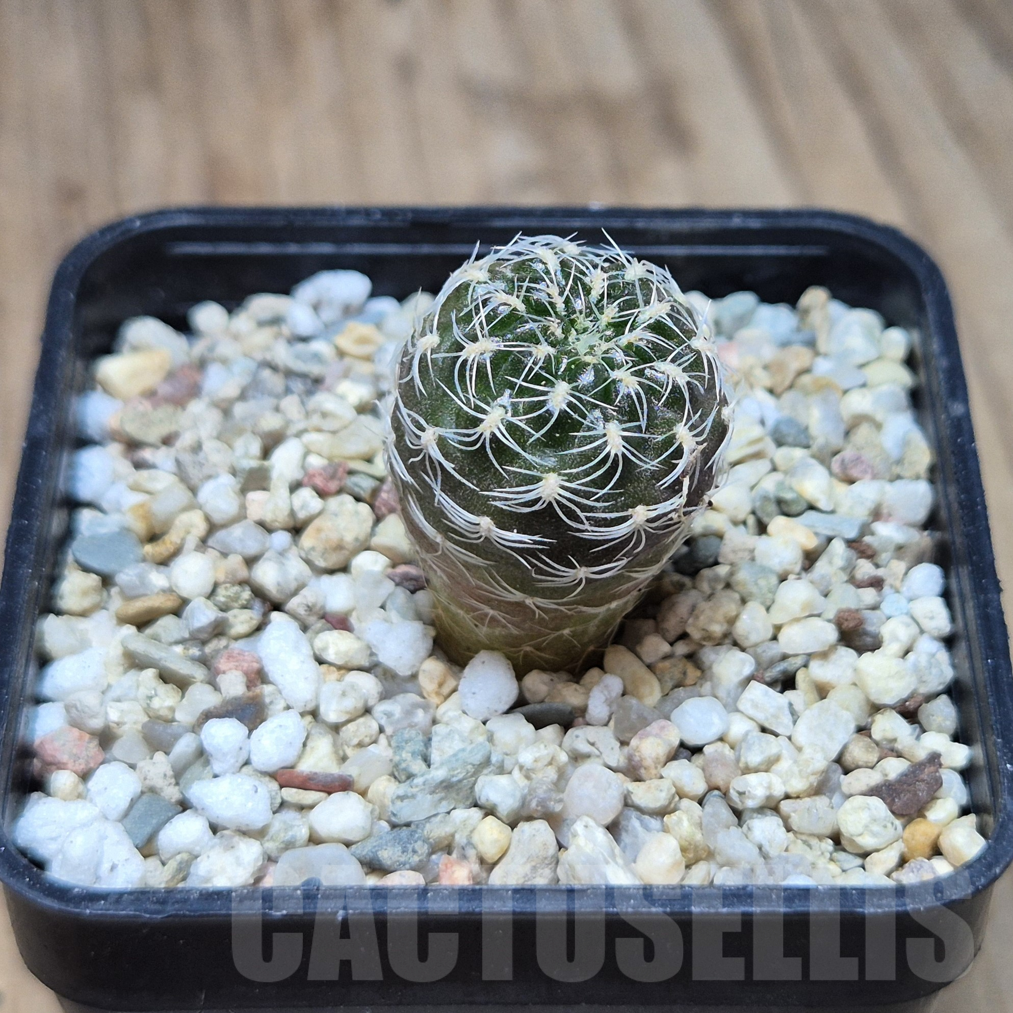 VVG41379 Sulcorebutia roberto-vasquezii seedling - Image 3