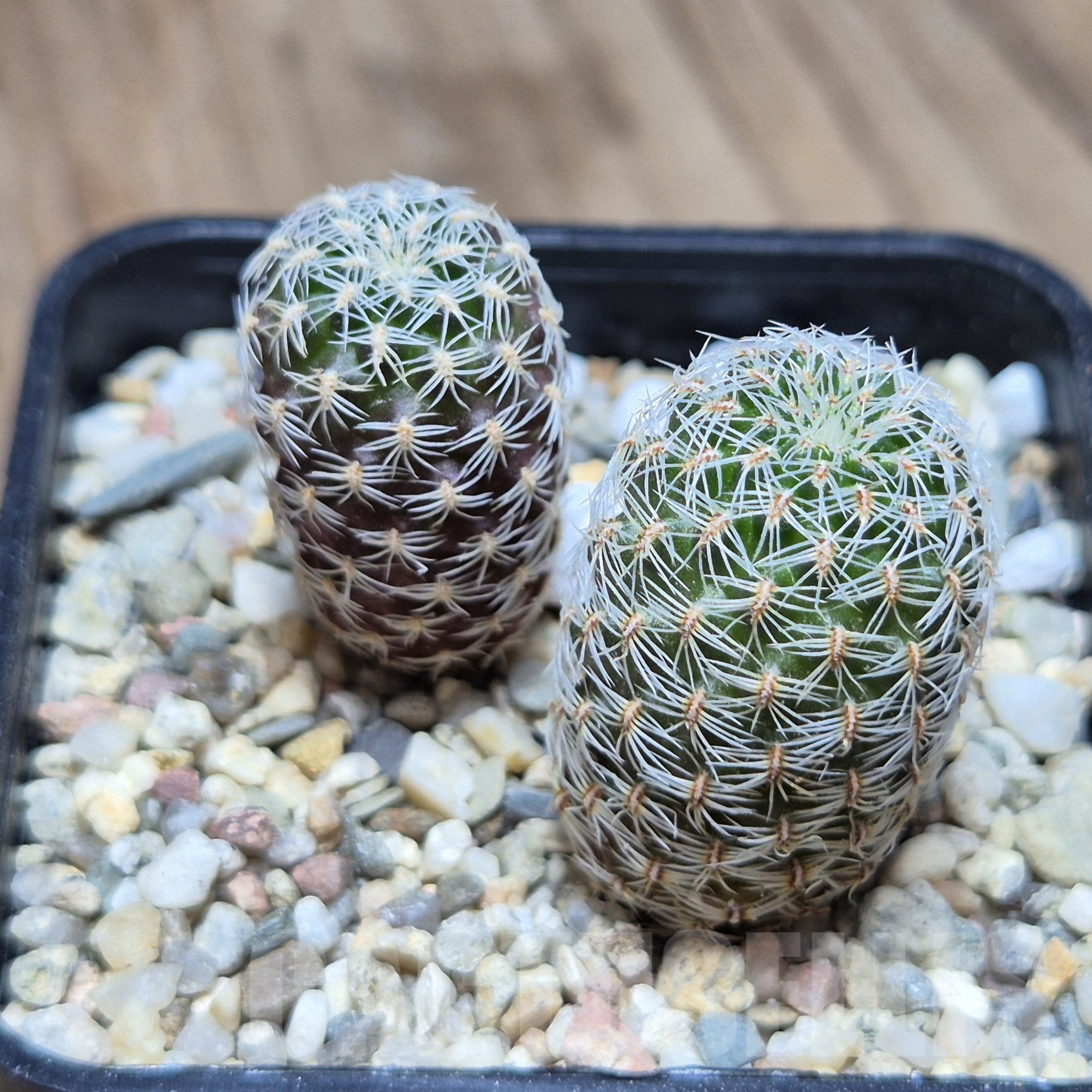 VVG2407 Sulcorebutia sedae 2 plants , seedling - Imagen 2