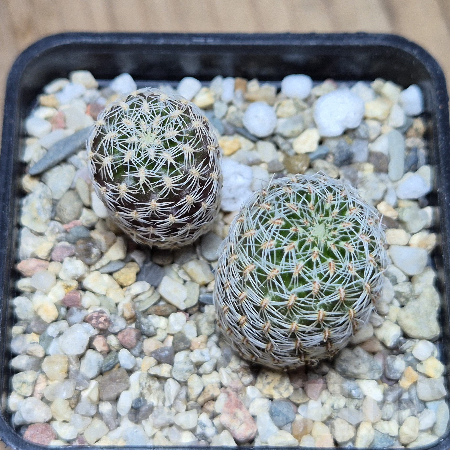 VVG2407 Sulcorebutia sedae 2 plants , seedling - Imagen 3