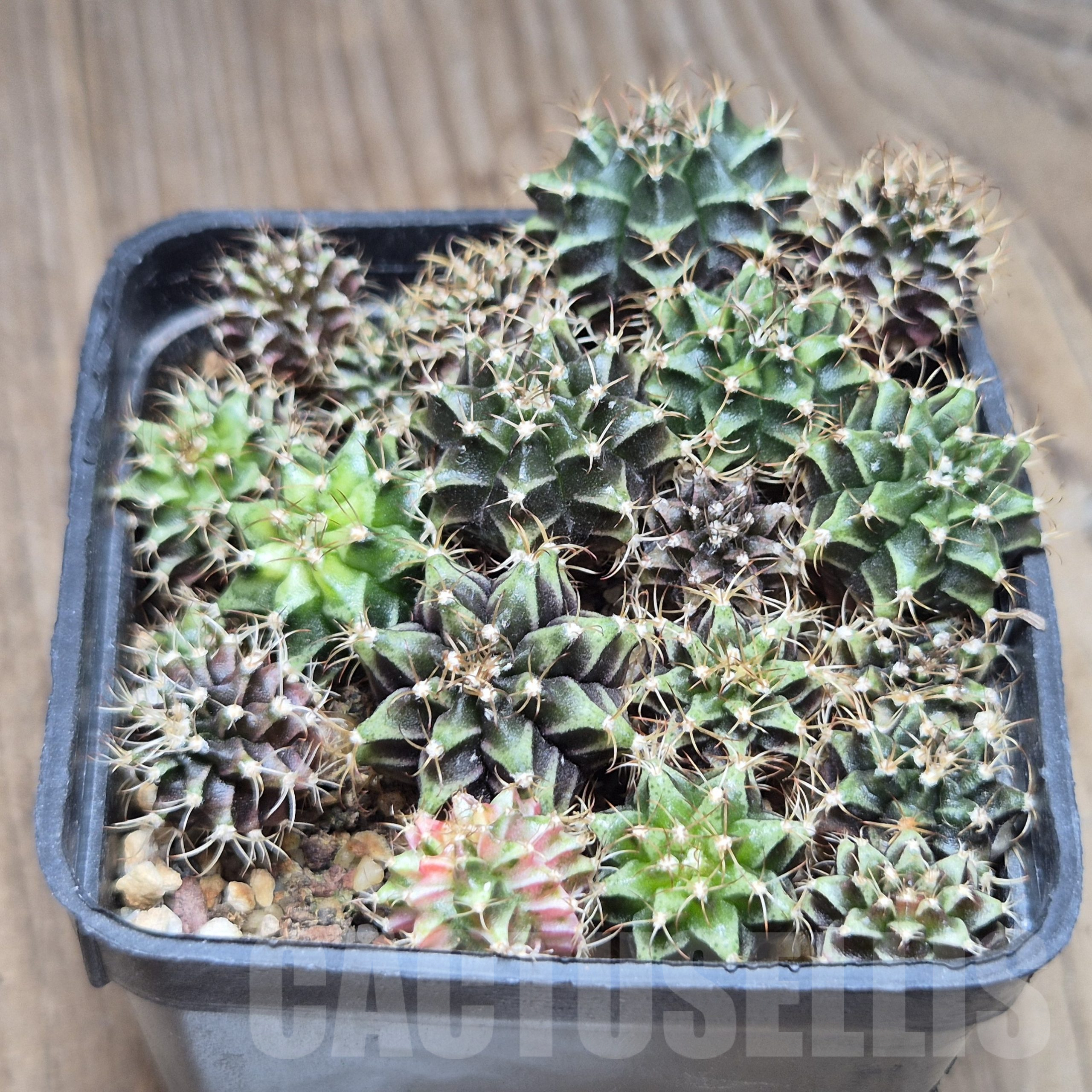 VVG41383 Gymnocalycium mihanovichii f.variegata VVG2 , seedling - immagine 3