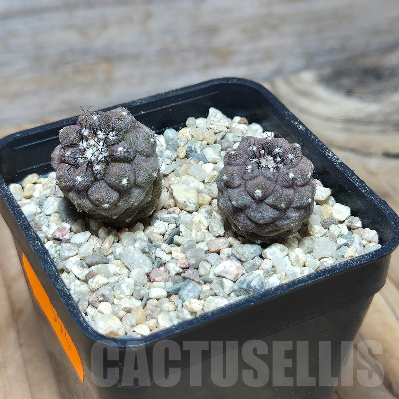 VVG594 Copiapoa hypogea FR261 'Lizard Skin' -Khores- 2 plants seedling – Image 2