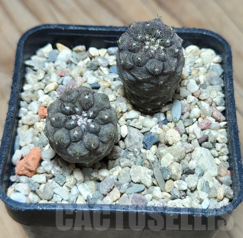 VVG595 Copiapoa hypogea FR261 'Lizard Skin' -Khores- 2 plants seedling – Image 2