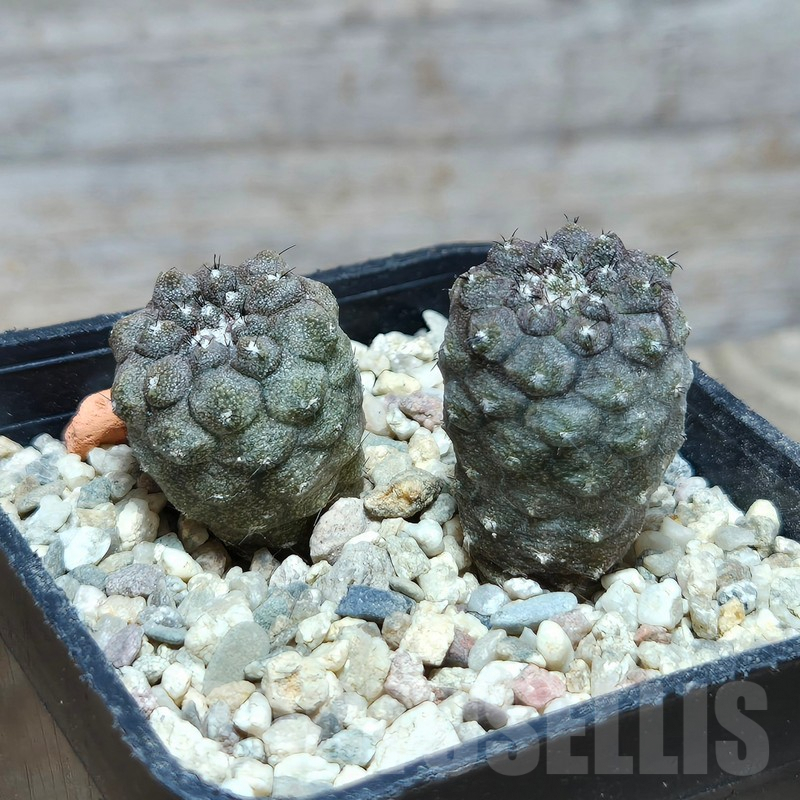 VVG595 Copiapoa hypogea FR261 'Lizard Skin' -Khores- 2 plants seedling